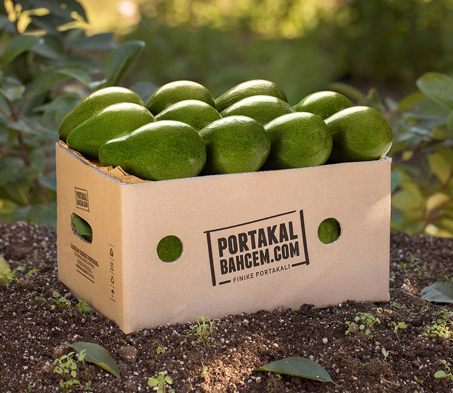 Clifton Avokado  Kg