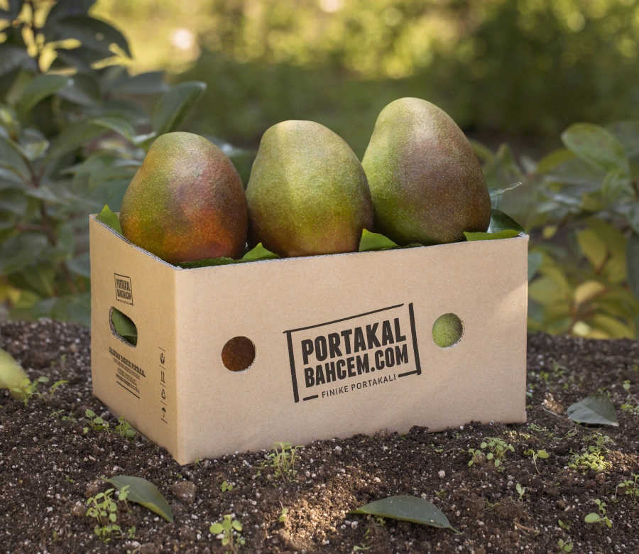 Mango Kg